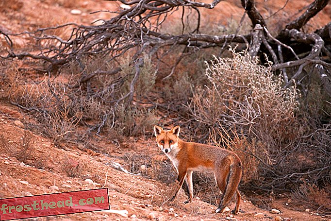 Un dixième des mammifères indigènes en Australie sont éteints: blâmez les chats et les renards