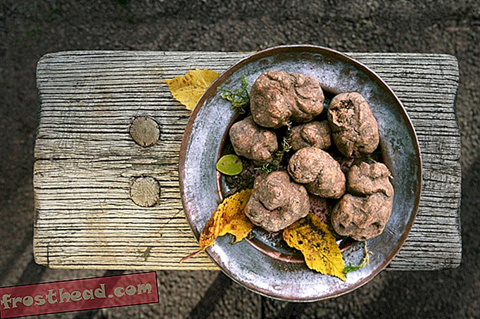 Nouvelles intelligentes, science de l'information intelligente - Remerciez les microbes du sol pour l'arôme divin des truffes blanches