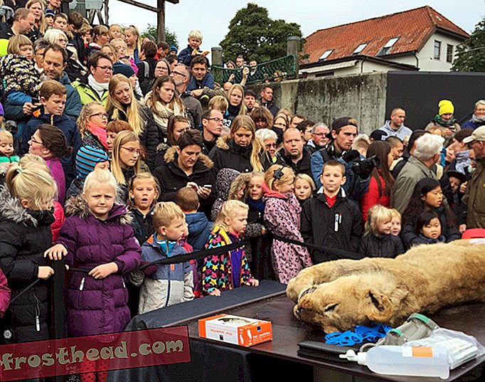 Perché uno zoo danese dissezionò pubblicamente un leone