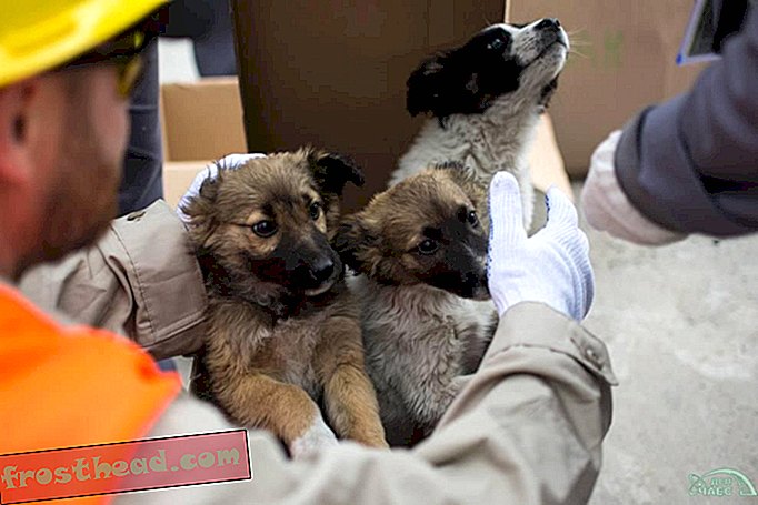 Tšernobylin koiranpentuja, jotka ovat menossa adoptioon Yhdysvalloissa