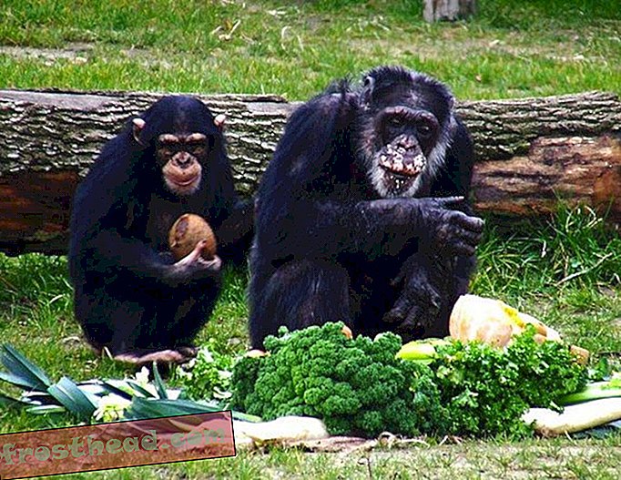 Szympansy mają wrodzone poczucie sprawiedliwości