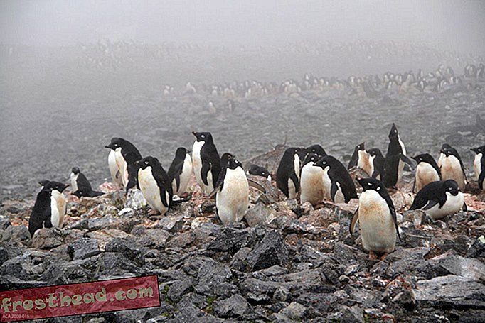El cambio climático significa más pingüinos Adelia
