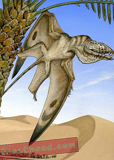 noticias inteligentes, ciencia de noticias inteligentes - Raro fósil de pterosaurio del desierto descubierto en Utah