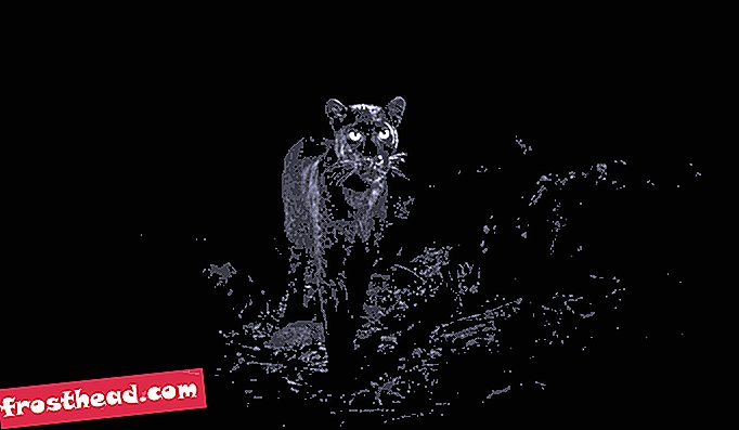 Vaadake haruldaste Aafrika musta leopardi uimastamise uusi fotosid