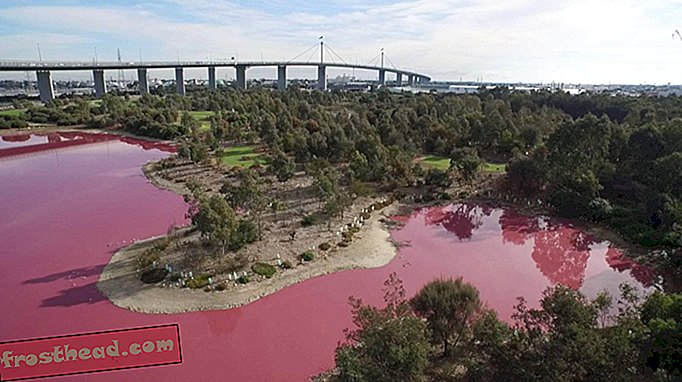 Pourquoi ce lac australien est-il devenu rose vif?