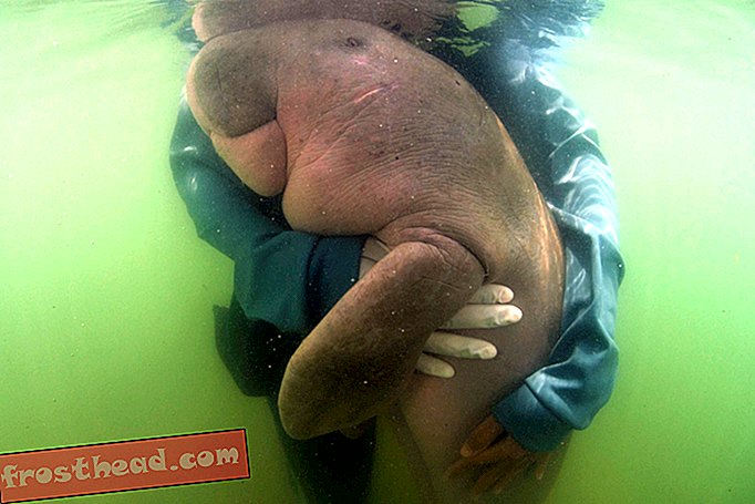 nutikad uudised, nutikad uudisteadused - Sõbralik Baby Dugong saab Tais kaitsesümboliks