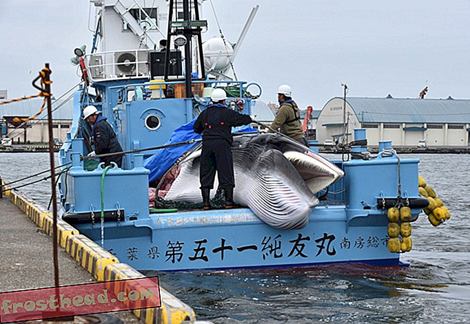 Japan hervat de commerciële walvisvangst in zijn thuiswateren