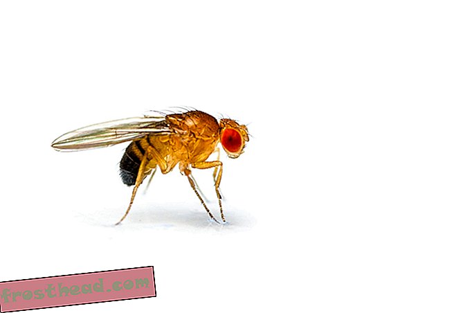 интелигентни новини, умни новини - Запознайте се с Немури, генът, който поставя мухите да спят и им помага да се бори с инфекцията