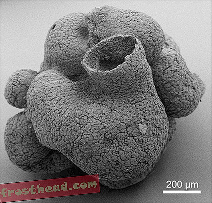 știri inteligente, științe științe inteligente - Unul dintre cele mai vechi animale cunoscute este acest burete minuscul, antic