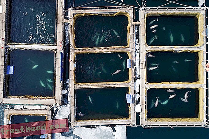 intelligente Nachrichten, intelligente Nachrichtenwissenschaft - Russland befreit 97 Orcas und Belugas, die seit letztem Sommer in einem engen „Walgefängnis“ festgehalten werden