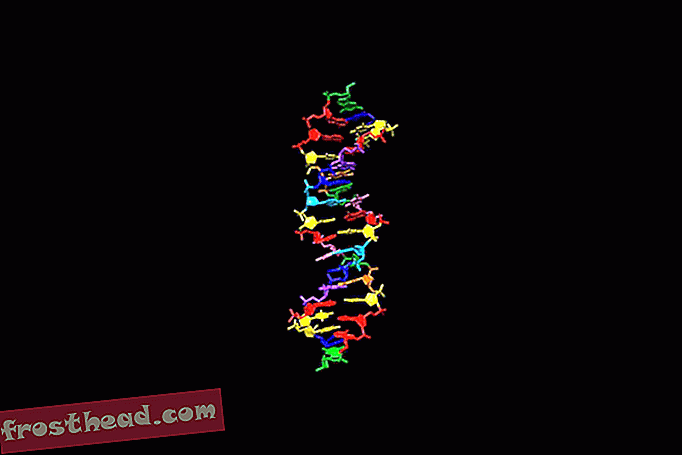 Les scientifiques doublent l'alphabet ADN