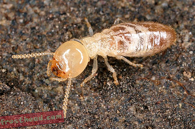 Termiti se pohybují v švábi, taxonomicky