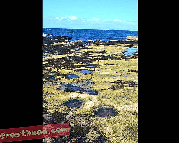 Stovky dinosauřích stop objevených podél skotského pobřeží