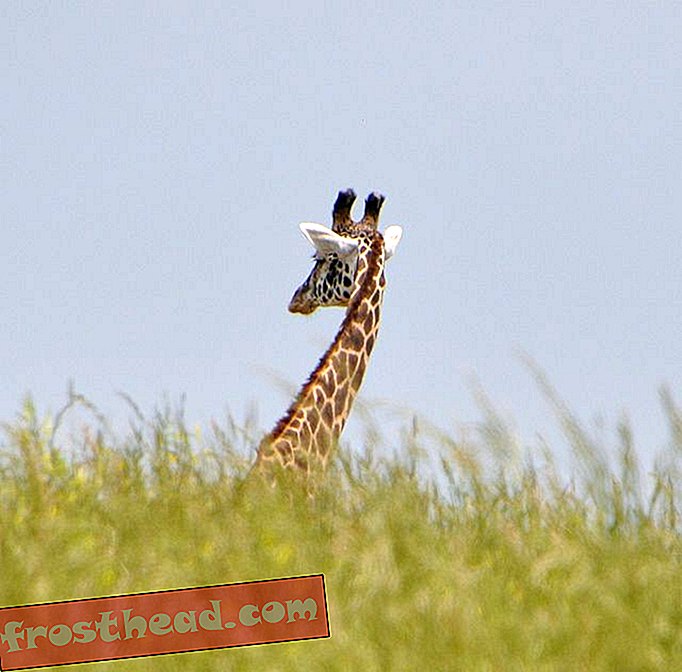 интелигентни новини, умни новини - Тази майка жираф оплаква ли мъртвото си бебе?