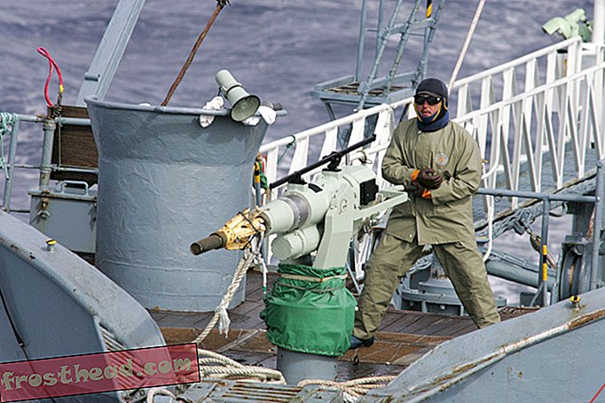 יפן תפתח בקיץ את פעולות הלווייתנים המסחריים