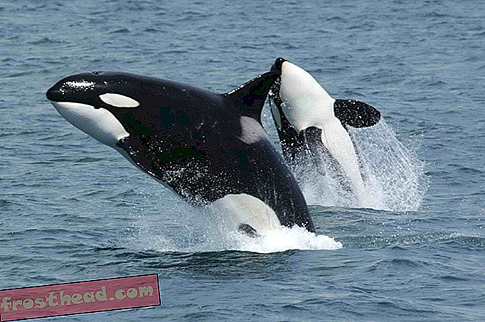 noticias inteligentes, ciencia de noticias inteligentes - Las orcas pueden ser dos especies distintas