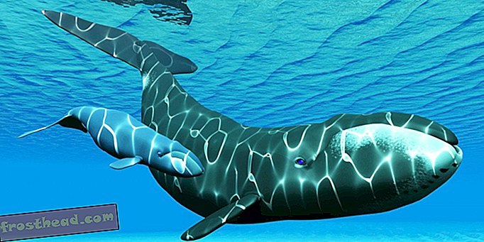 noticias inteligentes, ciencia de noticias inteligentes - Escuche canciones de ballenas Bowhead recién descubiertas