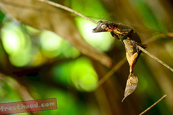 Nieuw ontdekte bladstaartgekko uit Madagaskar wordt al bedreigd door dierenhandel