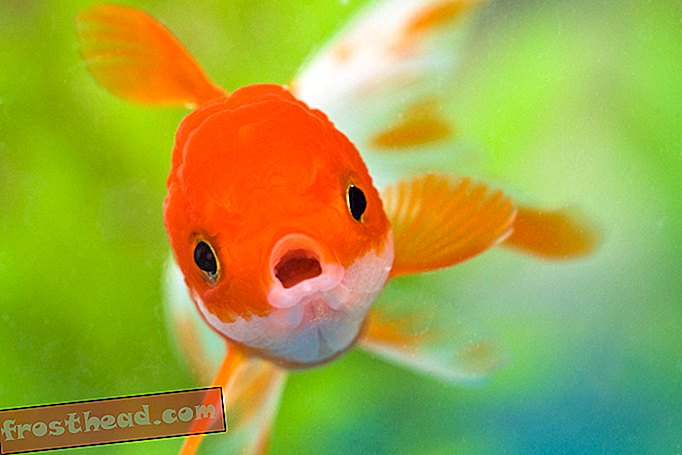 nutikad uudised, nutikad uudisteadused - Loodusesse lastud lemmikloomade kuldkala on muutumas tõeliselt tohutuks