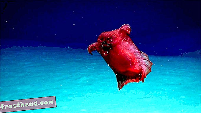 Eine seltene Sichtung des "Headless Chicken Monster" des Meeres