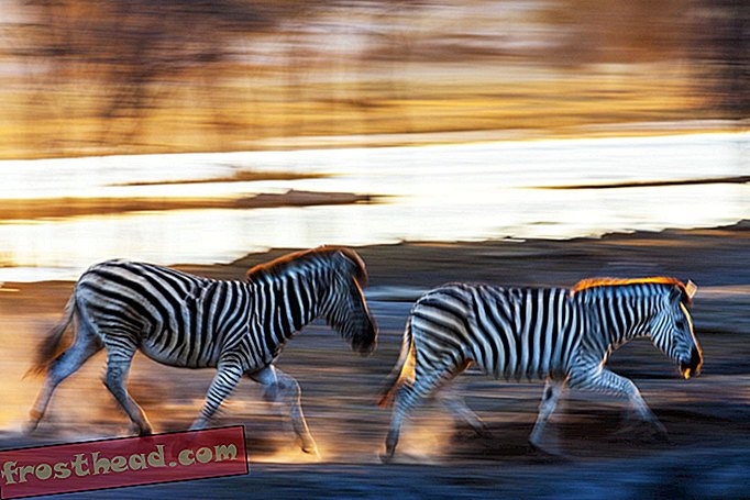 ज़ेब्रा किसी भी अफ्रीका के भूमि जानवरों में से सबसे लंबे समय तक प्रवासी यात्रा करते हैं