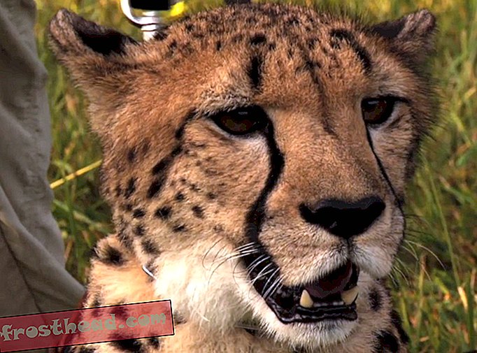 Kako snimati geparde u 61 milju na sat