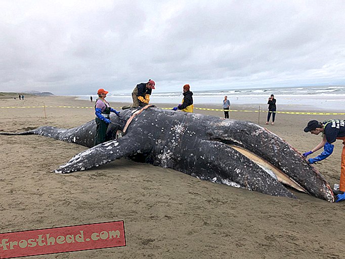 Negen grijze walvissen zijn dood aangespoeld in de San Francisco Bay Area