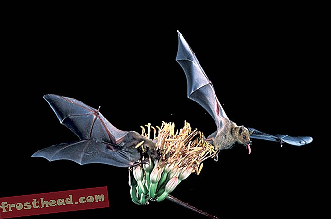Μόλις η σπάνια νετρίνα-τροφοδοσία Bat αφαιρεθεί από τη λίστα των ΗΠΑ απειλούμενων ειδών