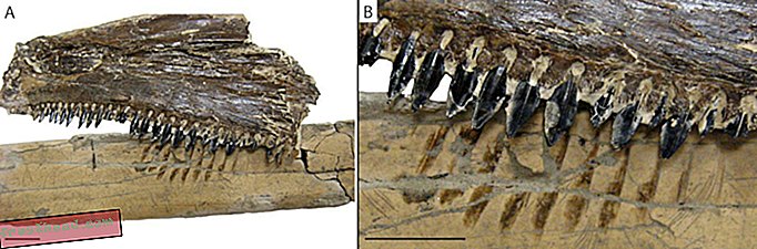 Prapovijesne ajkule prigušene na Pterosaurima