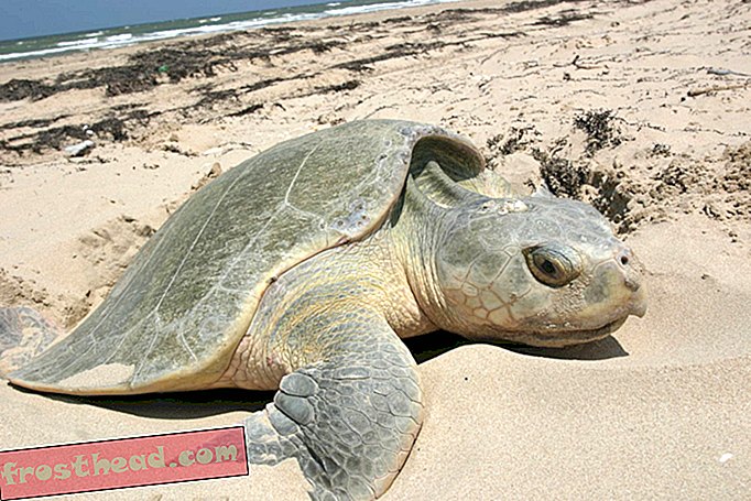 Siden Thanksgiving Cold Snap har mere end 200 "Cold-bedøvede" havskildpadder skyllet Ashore på Cape Cod