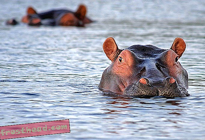 La rivière Mara, en Afrique de l'Est, s'appuie sur le caca d'Hippo pour transporter un élément nutritif essentiel-Nouvelles intelligentes, science de l'information intelligente