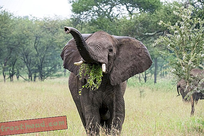 Słonie używają zapachu, by węszyć ilości przekąsek