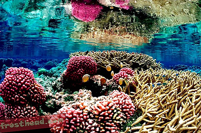 noticias inteligentes, ciencia de noticias inteligentes - El último evento de blanqueo puede haber terminado, pero los arrecifes aún están en peligro