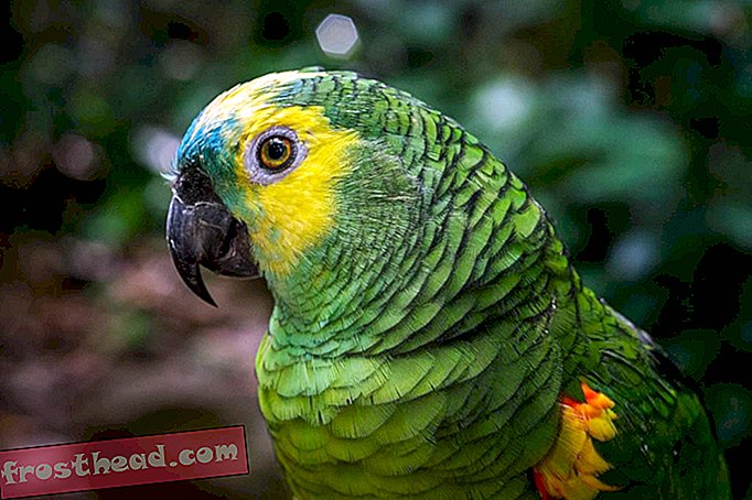 Papagoi geenid paljastavad, miks linnud on nii targad, pikaealised