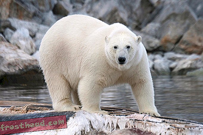 Beruang Kutub memakan Lumba-lumba, Mungkin Berkat Perubahan Iklim