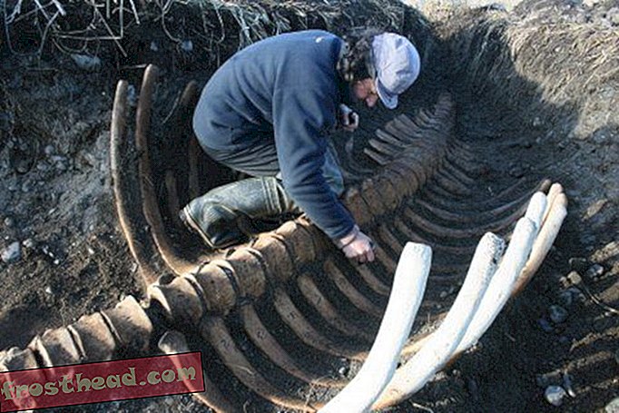 Скелет массивной вымершей морской коровы, найденной на острове Сибирский