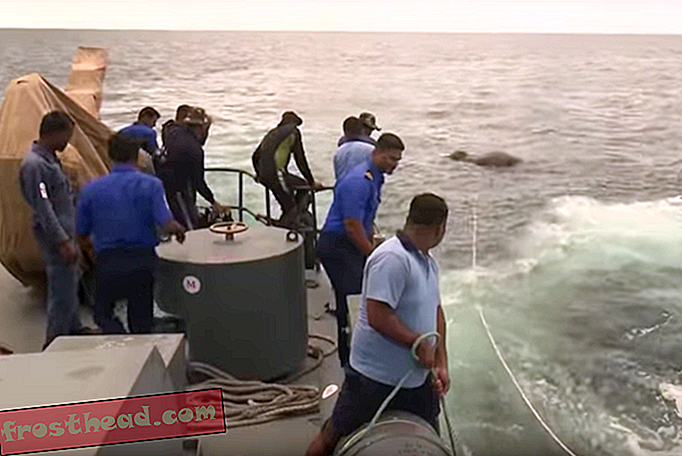 Посмотрите, как шри-ланкийский флот спасает слона, оказавшегося в море