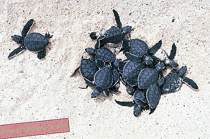 Бебешките костенурки координират излюпването си, като разговарят помежду си чрез яйчните си черупки