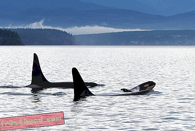 Orca bebé 'rebotando' vista entre población en peligro de extinción