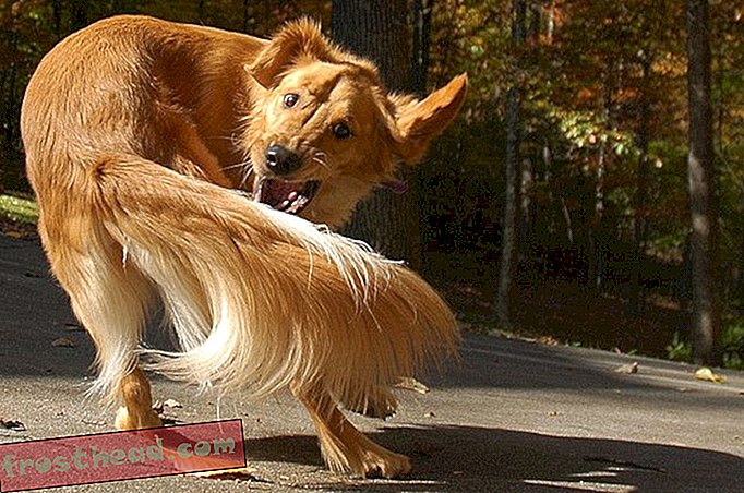 noticias inteligentes, ciencia de noticias inteligentes - Los perros que persiguen sus colas son similares a los humanos con TOC