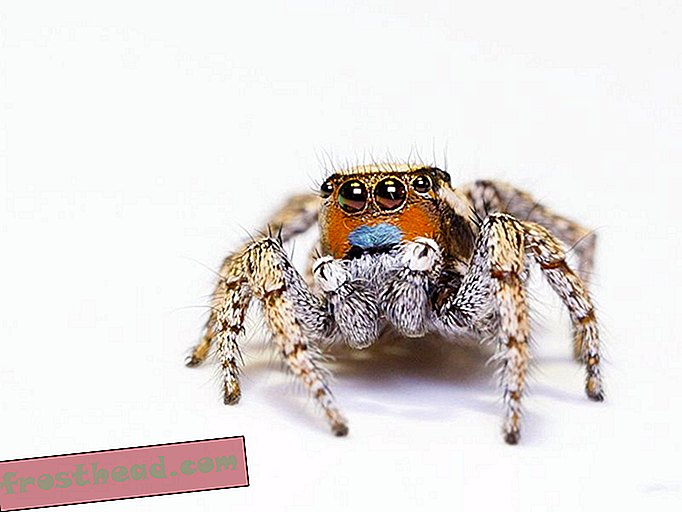 Nouvelles intelligentes, science de l'information intelligente - Comment voir les araignées sauteuses en couleur