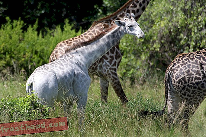 Rare girafe blanche a survécu sa première année