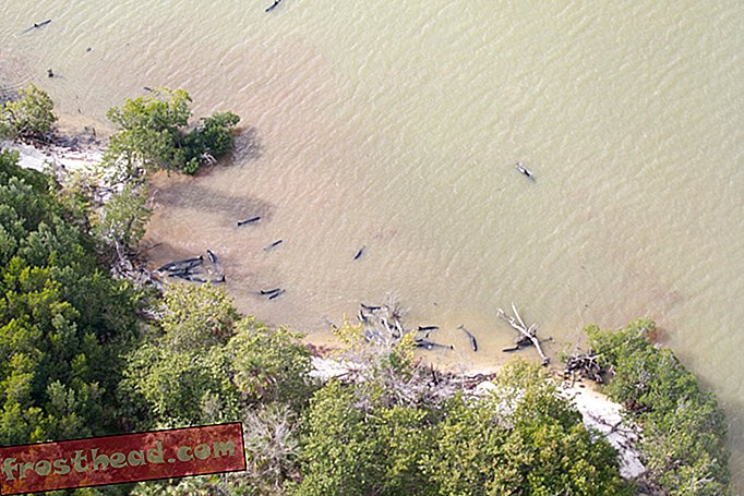 Τα αποθέματα των δελφινιών είναι καθυστερημένα στην Everglades