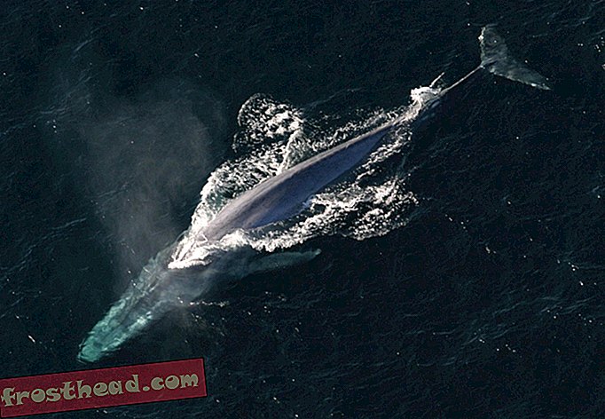 интелигентни новини, умни новини - Сините китове имат секретно оръжие за хранене: амбициозност