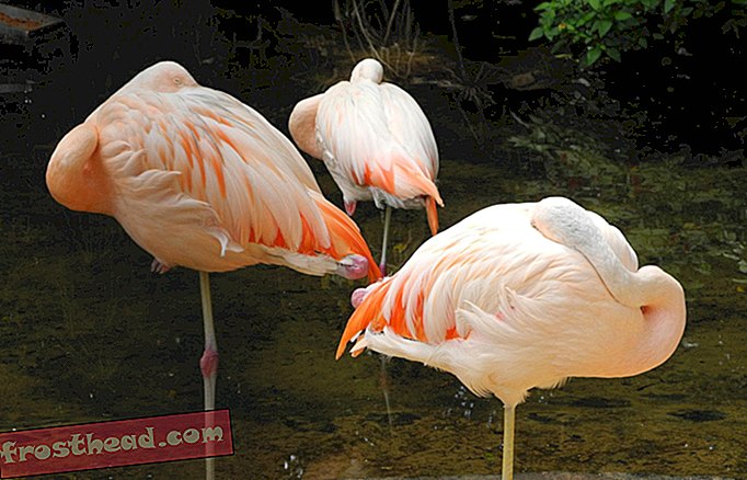 pametne novice, pametne vesti o novicah - Kako flamingi ostanejo stabilni na eni nogi?