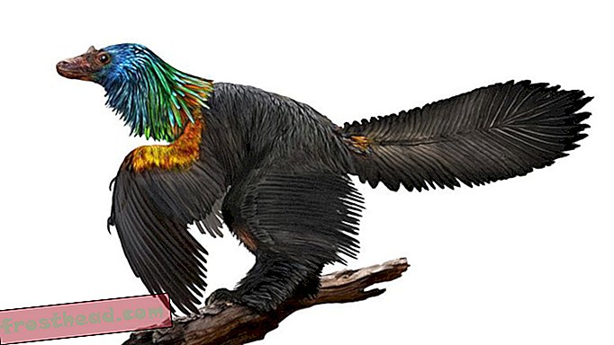 Neu entdeckter Dino hatte einen Regenbogen aus glänzenden Federn