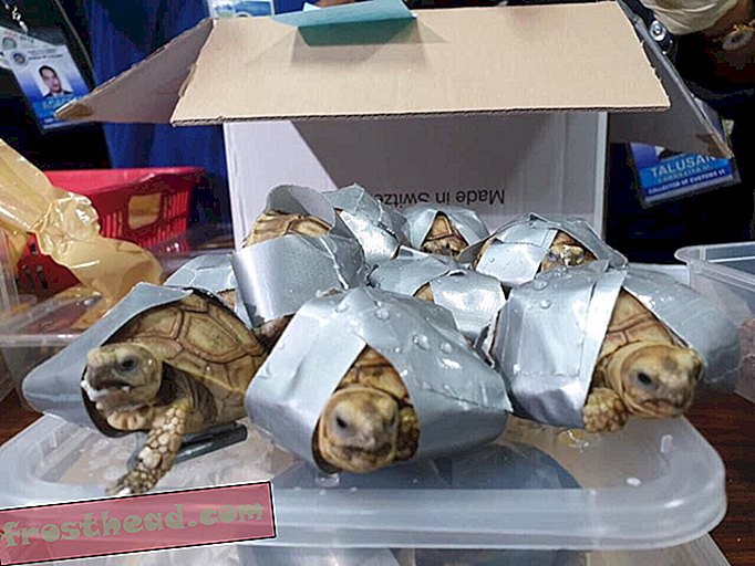 חדשות חכמות, מדע חדשות חכמות - 1,500 צבים וצבים נמצאו ממולאים במזוודות בשדה התעופה מנילה