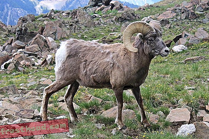 Owce i łoś bighorn uczą się migracji, a następnie przekazują wiedzę następnemu pokoleniu