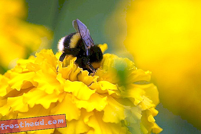 חדשות חכמות, מדע חדשות חכמות - הדבורות עשויות להריח טביעות רגליים של זו כדי לעקוב אחר הפרחים
