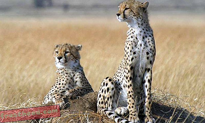 Cheetah-befolkninger falder, mens de kæmper mod udryddelse